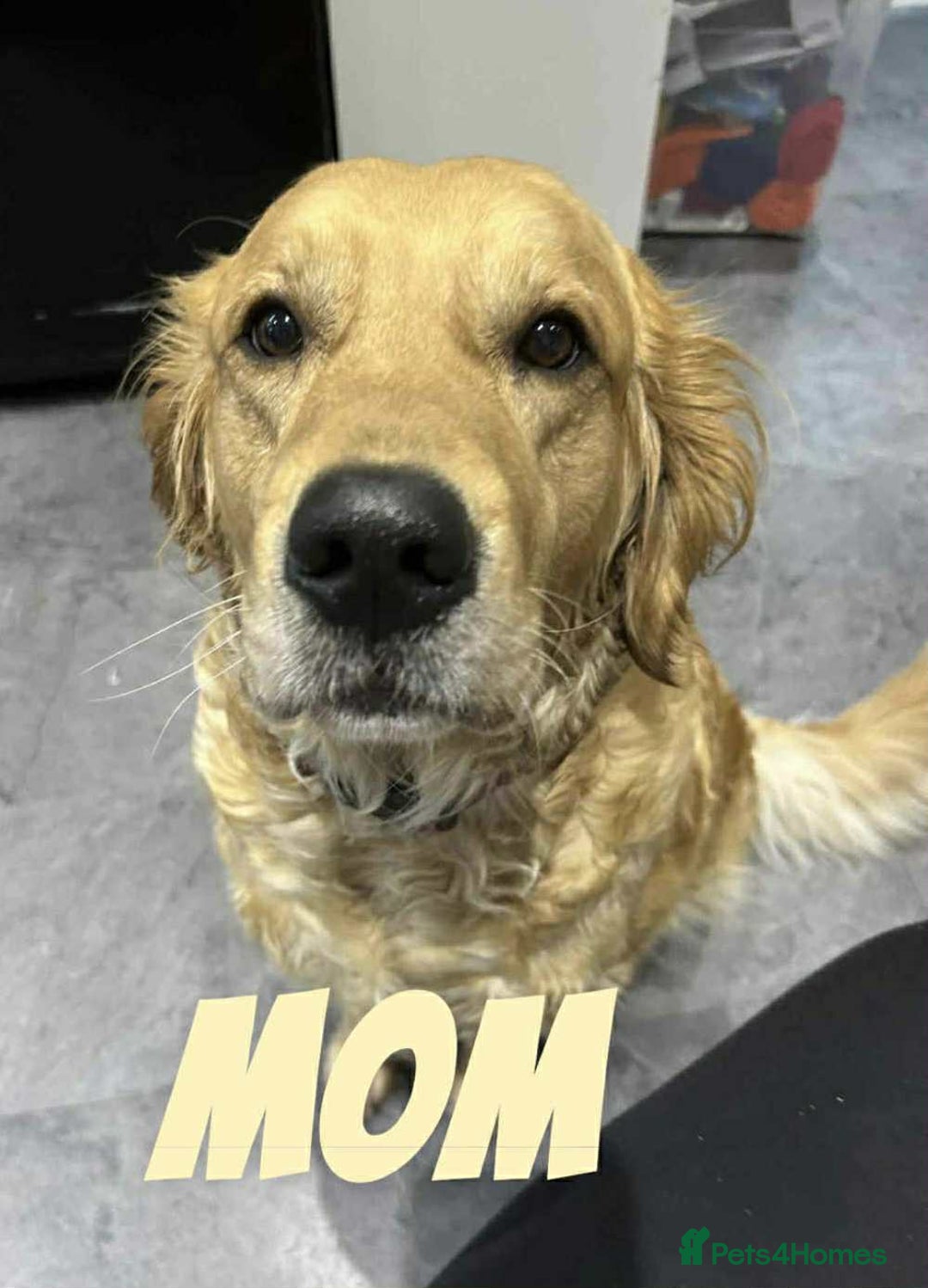 Golden Retriever dogs for sale: Golden Retriever Puppies due any day now!!! - Image 2