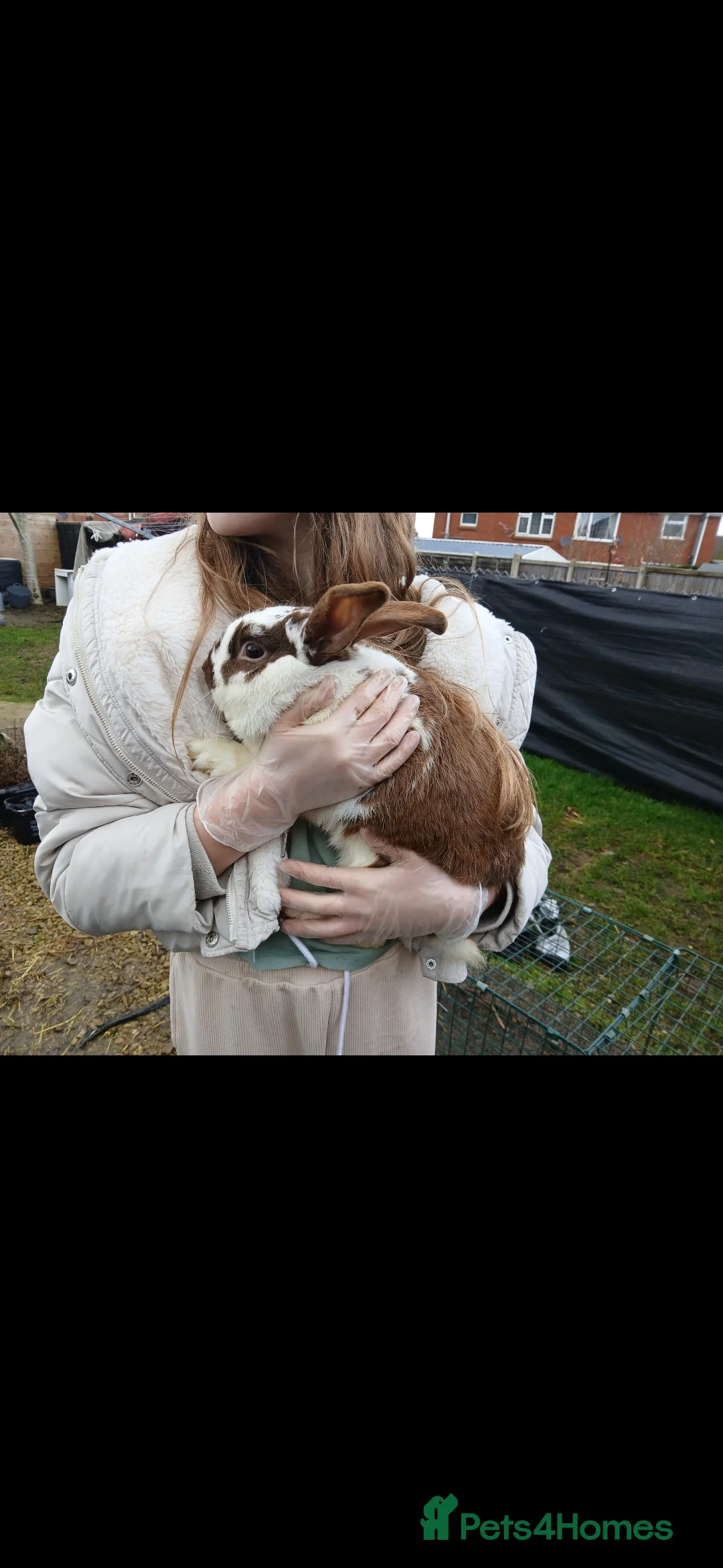Mini Lop rabbits for sale: 2 male rabbits - Advert 3