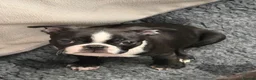 Boston Terrier dogs for sale: Kc Boston Terrier Puppies READY NOW !! 2 girls  - Advert 4