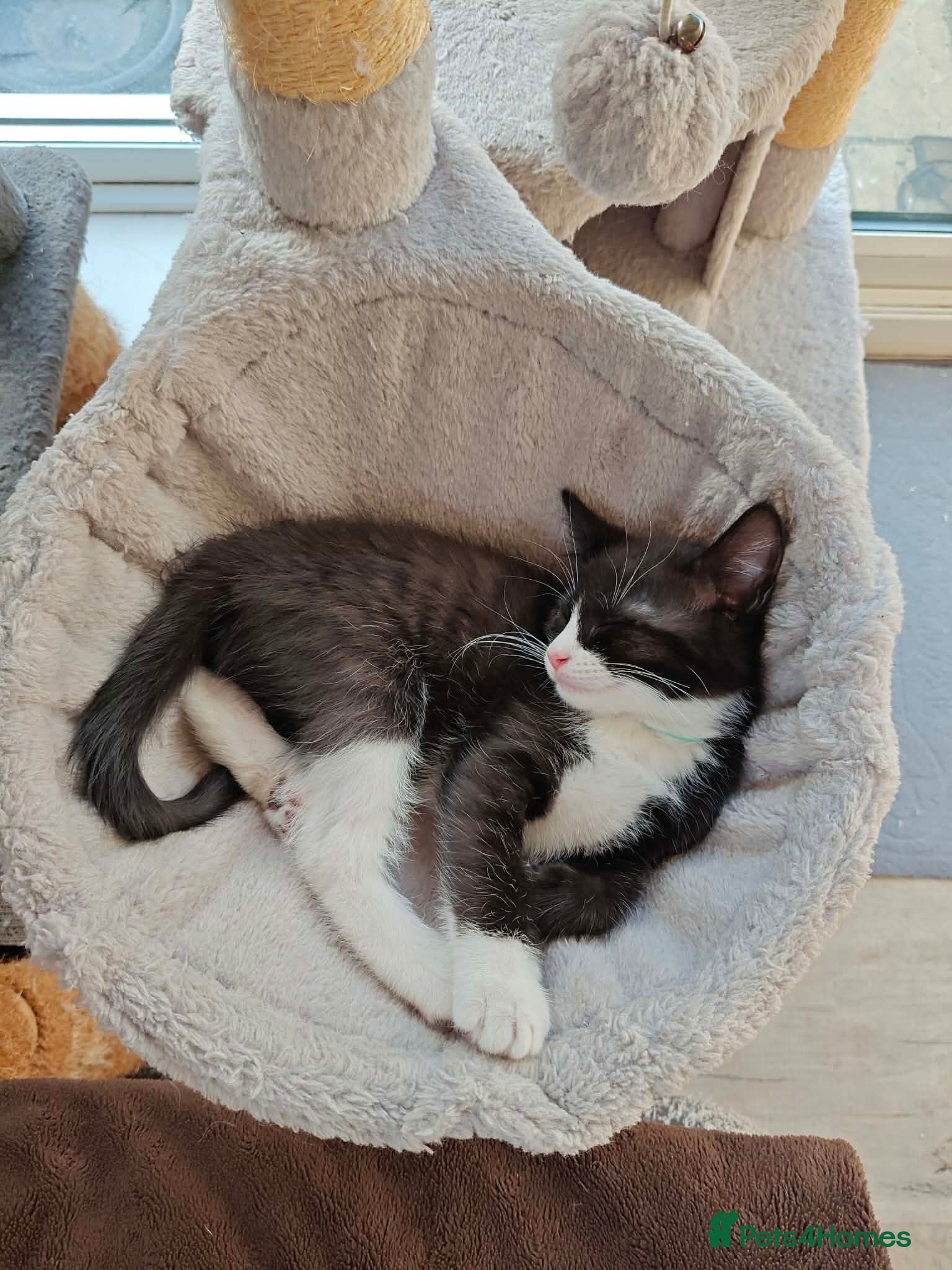 Mixed Breed cats Beautiful black/white long hair boy - Advert 2