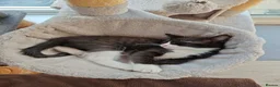 Mixed Breed cats for sale: Beautiful black/white long hair boy - Advert 1