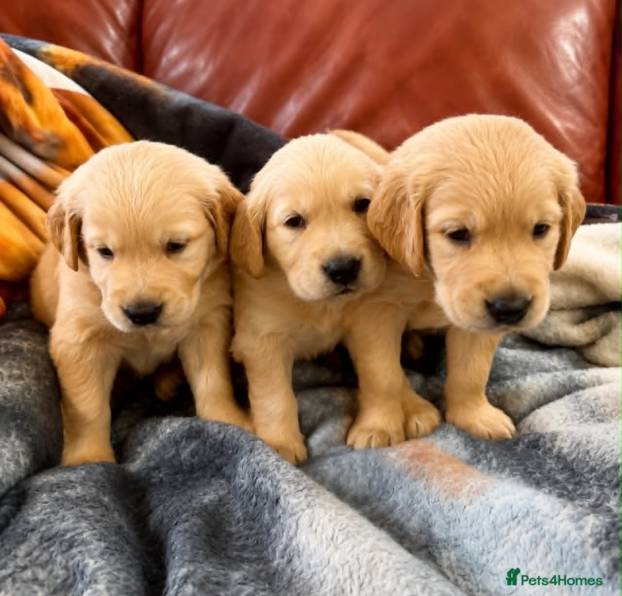 Golden Retriever dogs KC Registered Golden Retriever Puppies    - Advert 2