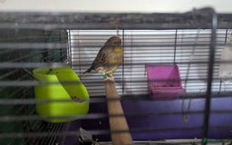 Canaries birds for sale: Urgent home needed canaries  - Image 8