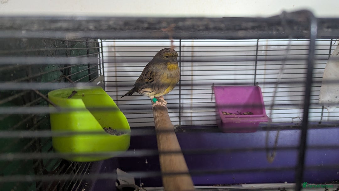Canaries birds for sale: Urgent home needed canaries  - Image 8