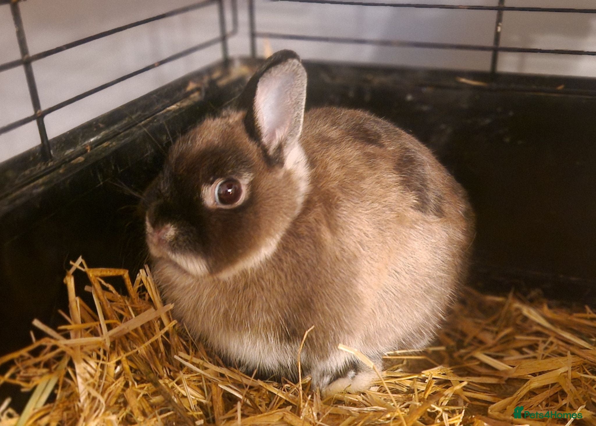Netherland Dwarf rabbits Cute little baby Netherland Dwarf boy-Dumpling 🐰 - Advert 1