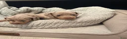 Miniature Dachshund dogs for sale:  LAST FEMALE LEFT KC|champion mini dachshund 🐾 - Advert 9
