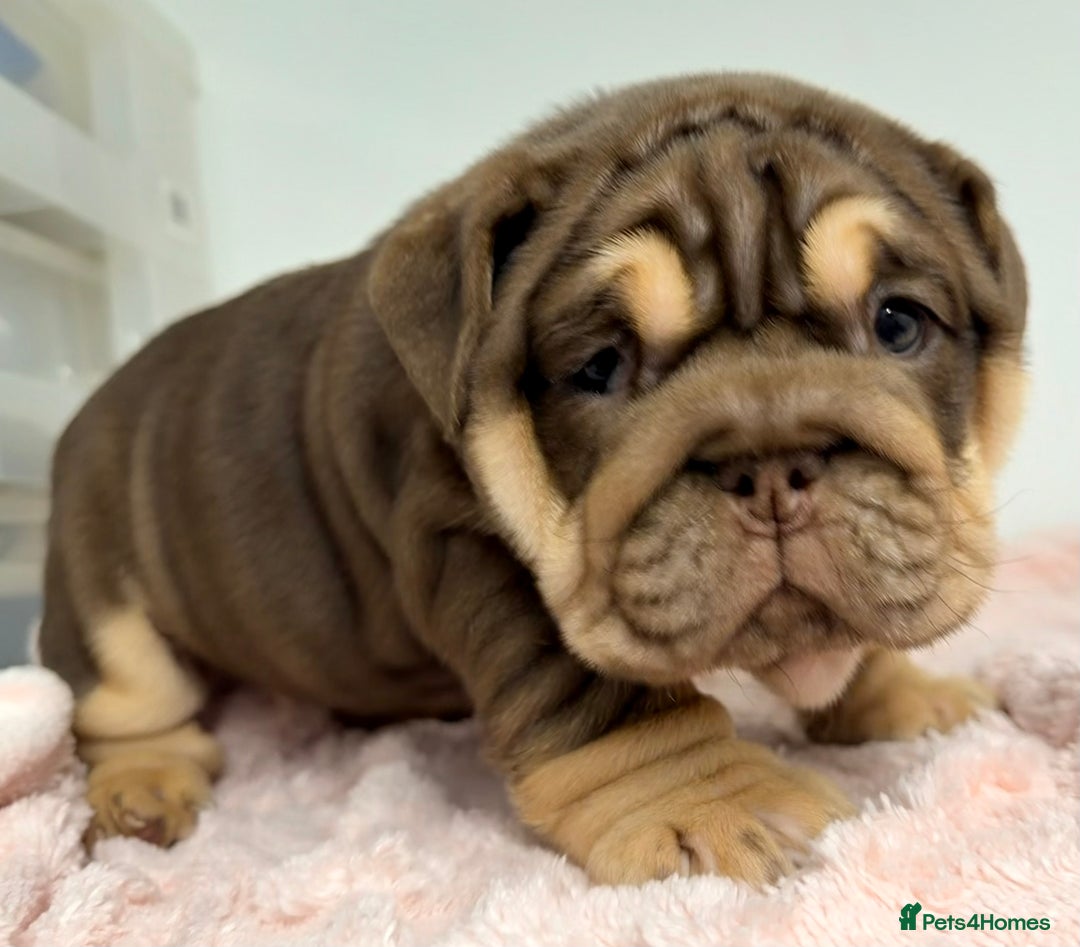 English Bulldog dogs for sale: *Stunning* KC English bulldog puppies ready soon!! - Advert 2