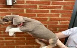 Olde English Bulldogge dogs for sale: OLDE ENGLISH BULLDOGGE PUPPIES in Epping - Image 21