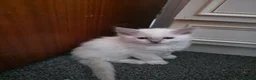 Ragdoll cats for sale: Ragdoll kittens  - Advert 6