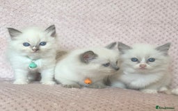 Ragdoll cats for sale: Affectionate, Cuddly, Playful Kittens - Image 29