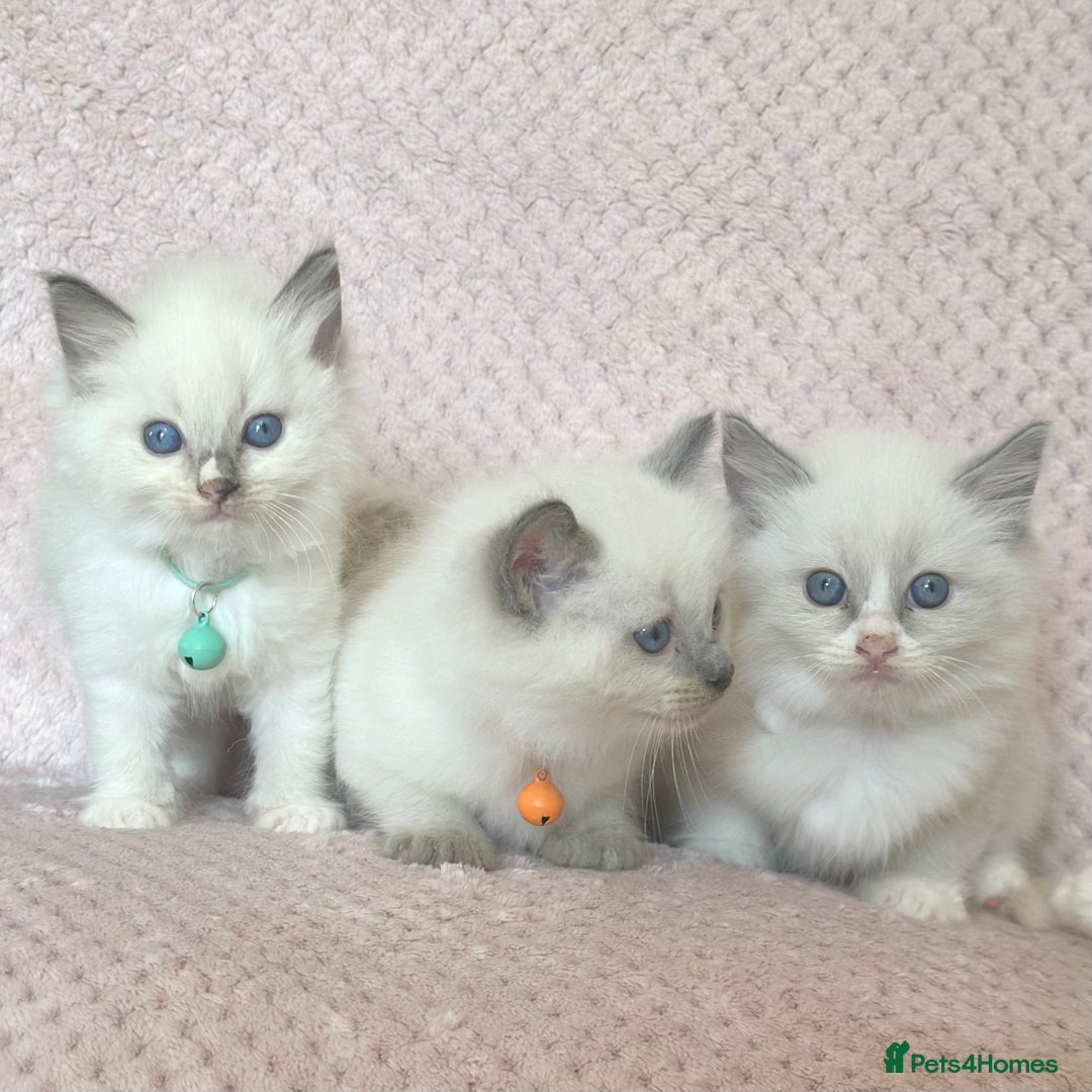 Ragdoll cats for sale: Affectionate, Cuddly, Playful Kittens - Image 29