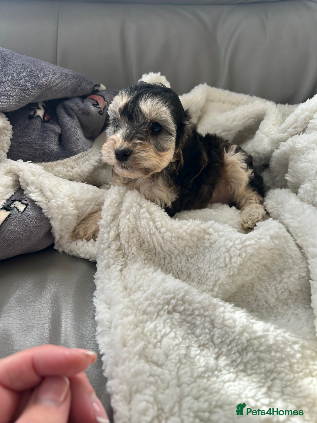 Cockapoo dogs for sale: Stunning coloured cockapoo pups - Image 10