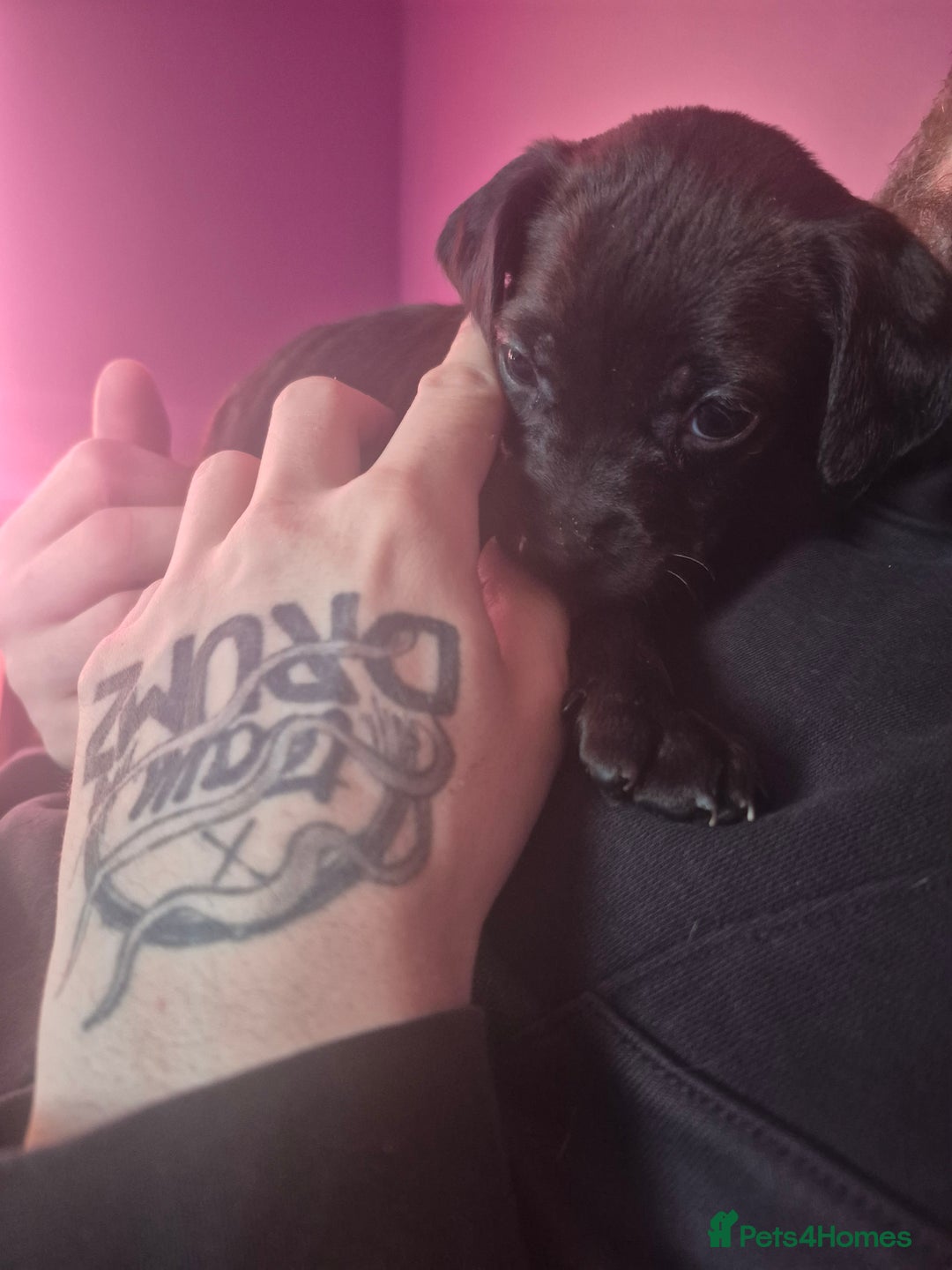 Mixed Breed dogs for sale: Bullmastiff x Springer Spaniel Puppies - Advert 32