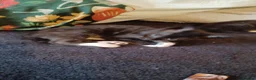 Mixed Breed cats for sale: 2boys & 2girls - Advert 17