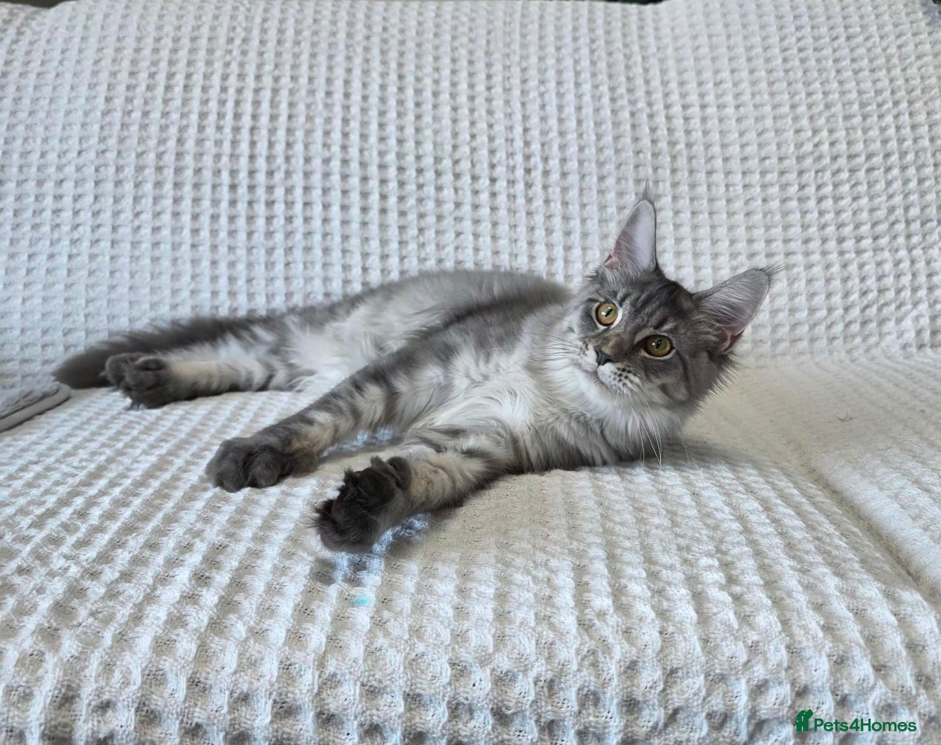 Maine Coon cats for sale: Pedigree Maine Coon Girls–Ready for Forever Homes - Advert 23