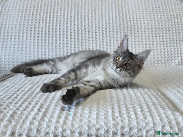 Maine Coon cats for sale: Pedigree Maine Coon Girls–Ready for Forever Homes - Advert 23