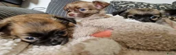 Chihuahua dogs for sale: Chihuahua puppy's  - Advert 18