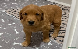 Golden Retriever dogs for sale: Dark Red Golden Retriever Pups  - Image 21