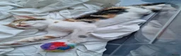 Mixed Breed cats for sale: Very Cute Calico Girl - Advert 30