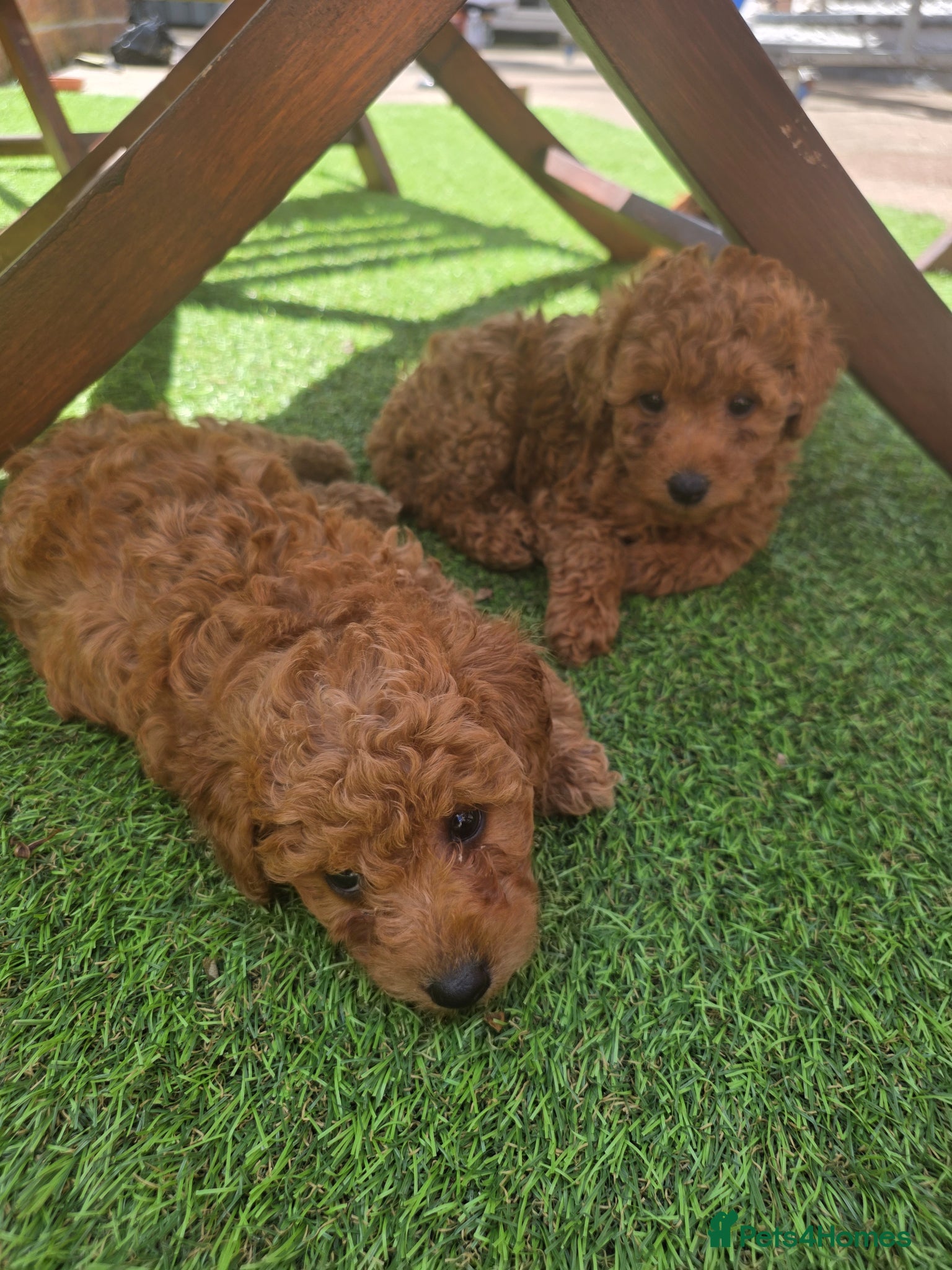 Poodle dogs for sale: Toy poodle - Advert 3