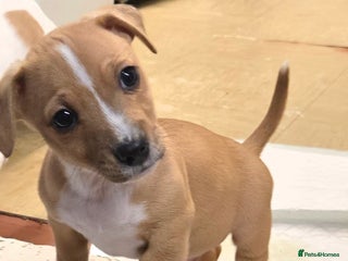 Jack Russell dogs Jack Russell puppies - Advert 5