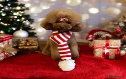 Toy Poodle dogs for sale: Toy Poodle Pups 5 🌟 Council License  - Image 17