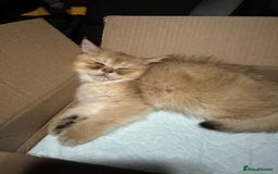 British Shorthair cats for sale: Pedigree Golden BSH Black tipped kitten  - Image 9