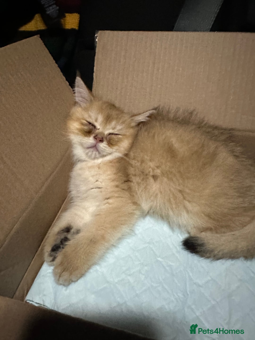 British Shorthair cats for sale: Pedigree Golden BSH Black tipped kitten  - Image 9