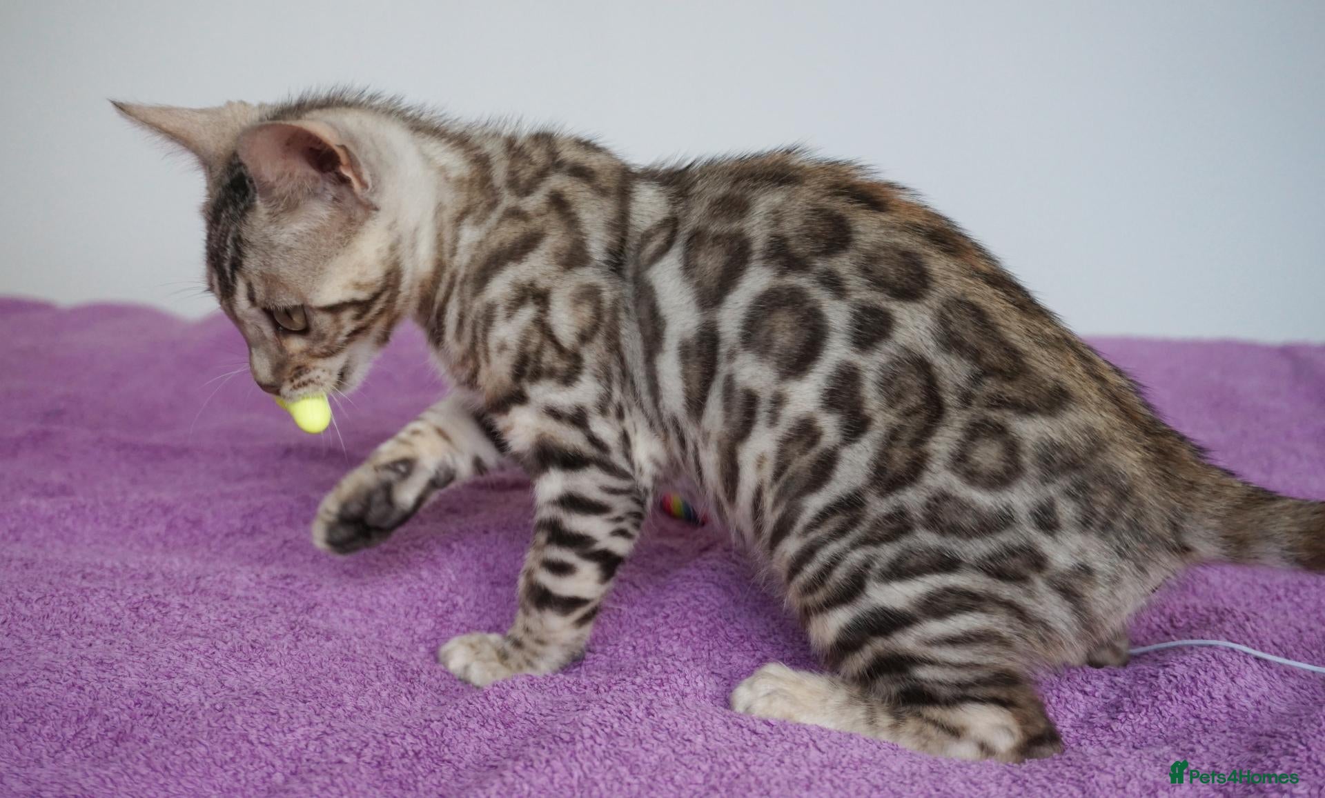 Bengal cats for sale: Ready Now Superb Bengal Girl Kitten - Advert 19