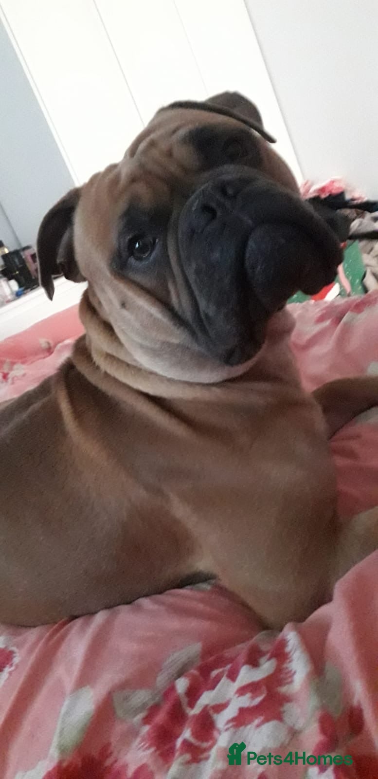 Bullmastiff dogs Dash  - Advert 1