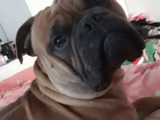 Bullmastiff dogs Dash - Advert 11