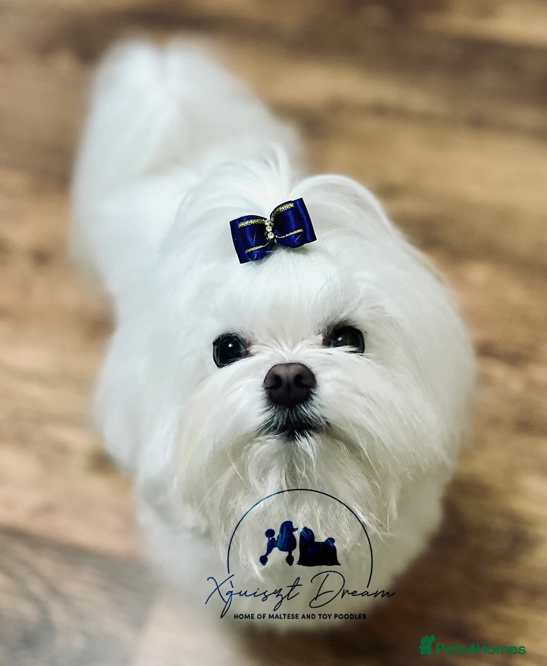 Maltese dogs for stud: OCTAVIUS Korean Maltese KC Registered Proven Stud in Halesowen - Advert 12