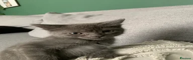 Female gray 2