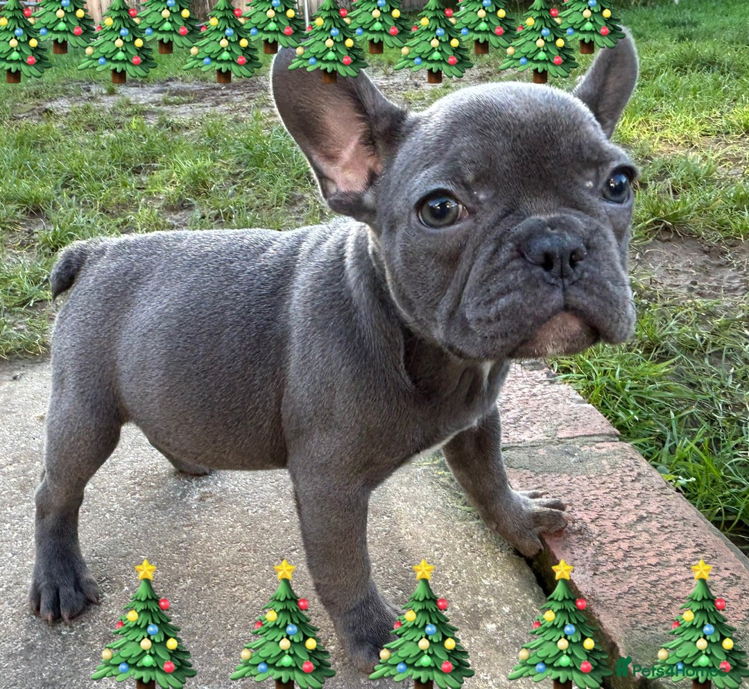 French Bulldog dogs for sale: French Bulldog Blue Girl 12 weeks old ! Last one - Advert 3
