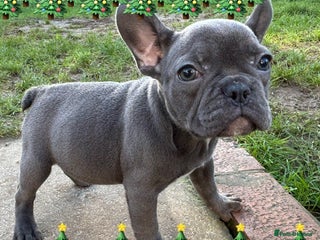 French Bulldog dogs 4 Solid Blue French Bulldog Girls 8 weeks old - Advert 13