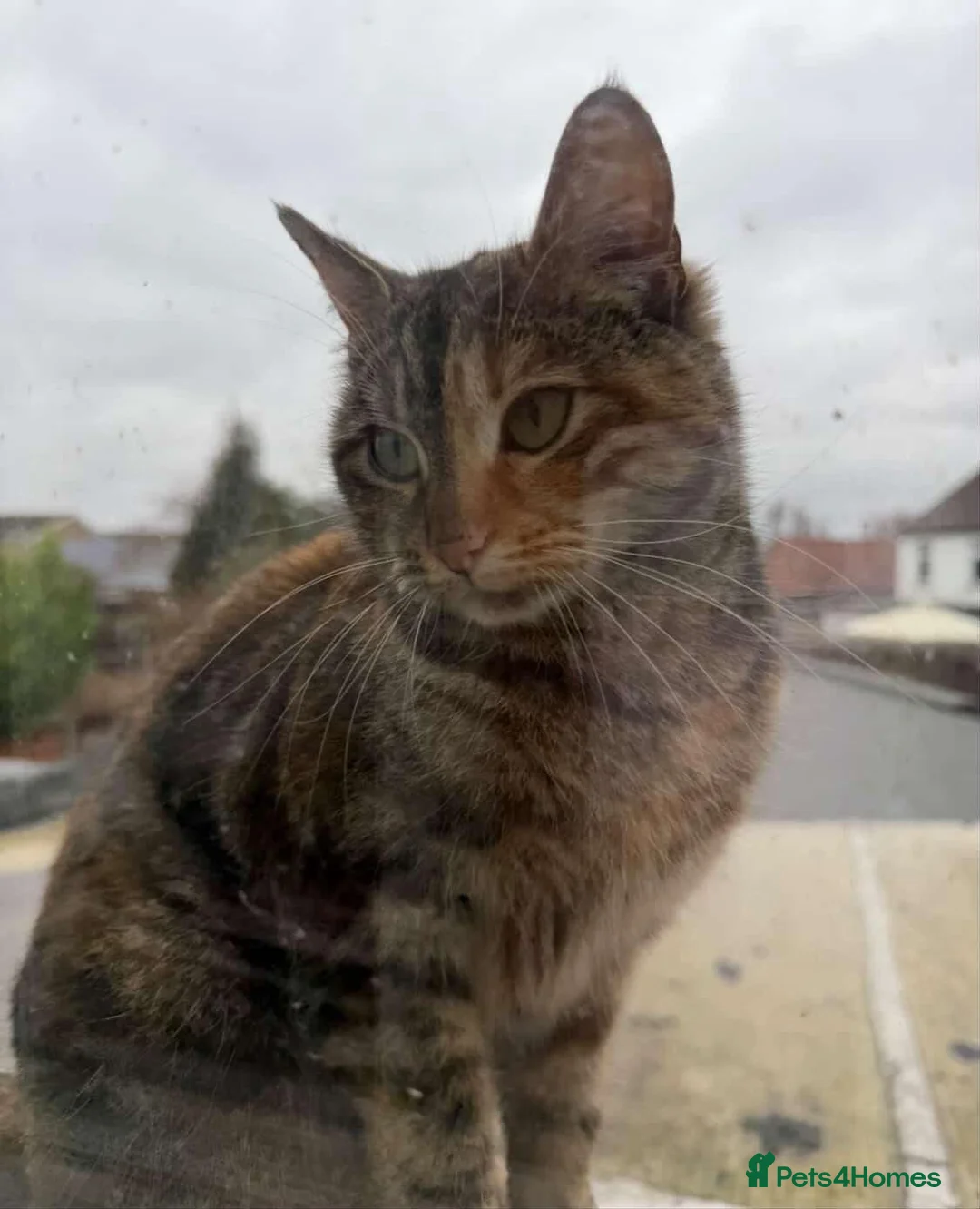 Domestic Shorthair cats for adoption: Adopt from Cats in Crisis East London - Advert 1