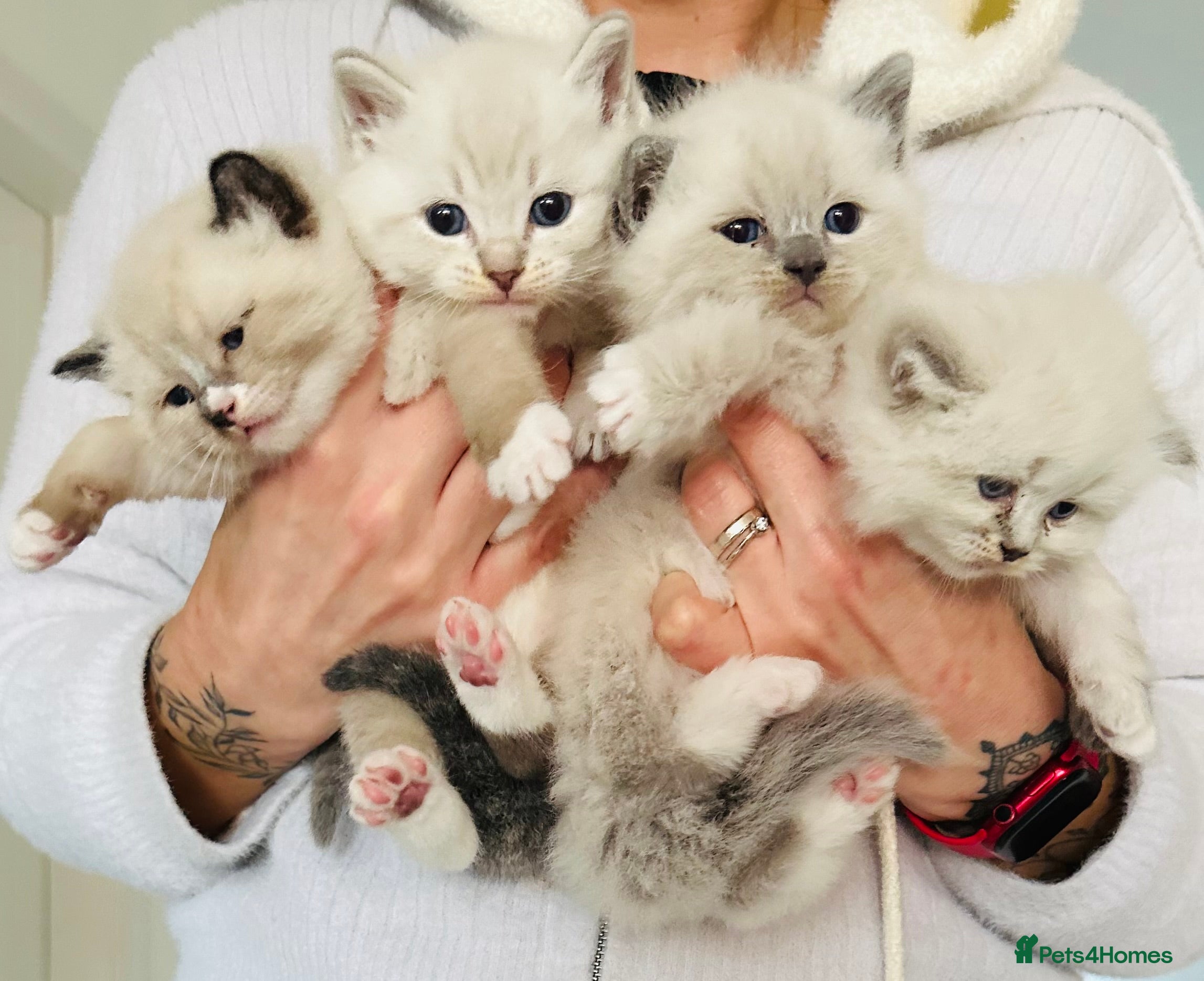 Ragdoll cats Pedigree Ragdoll kittens for sale - Advert 2