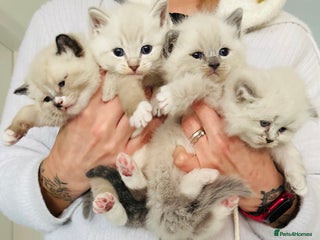 Ragdoll cats Pedigree Ragdoll kittens for sale - Advert 2