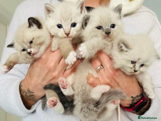 Ragdoll cats Pedigree Ragdoll kittens for sale - Advert 5