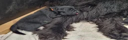 Newfoundland dogs for sale: KC Registered Black Newfoundland Puppies  in Moffat - Advert 10