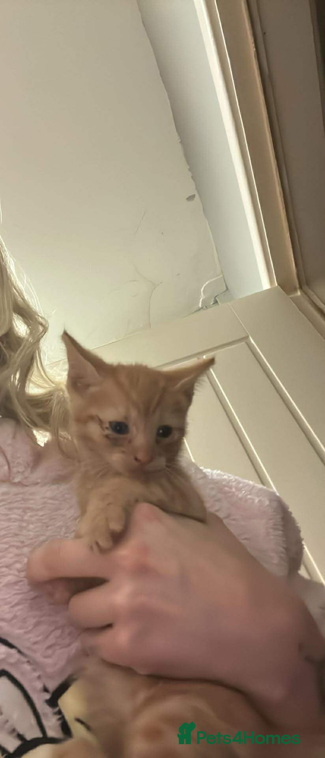 Mixed Breed cats for sale: Kittens for good homes  - Advert 3