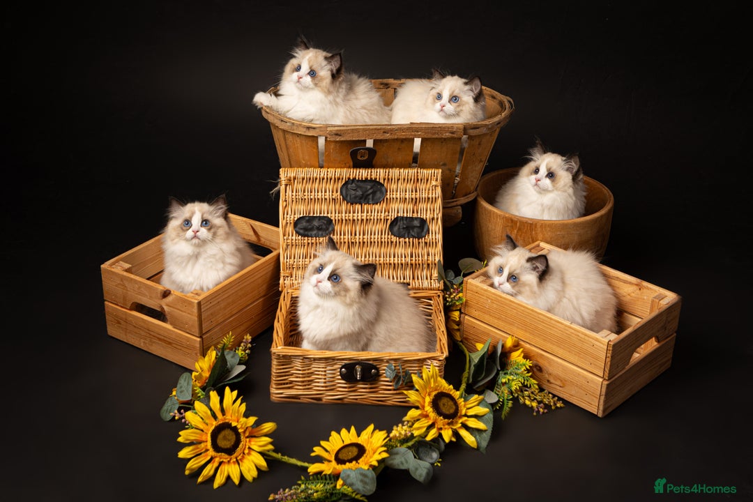 Ragdoll cats for sale: Champion Lines - Ragdoll Kittens - Advert 23