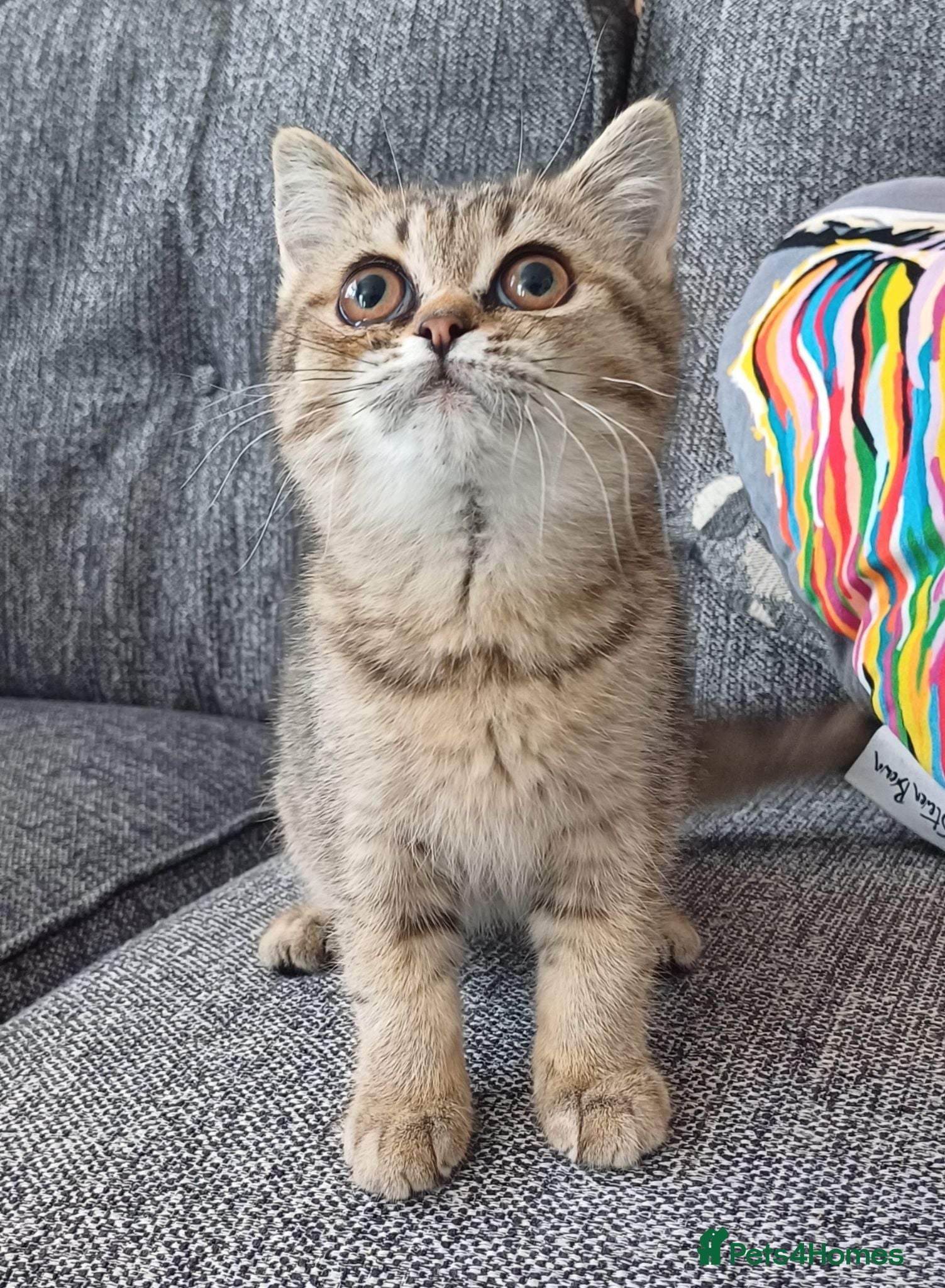 British Shorthair cats Affectionate loving Scottish Kittens  - Advert 1