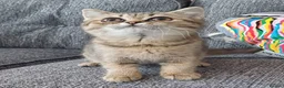 British Shorthair cats for sale: Affectionate loving Scottish Kittens  - Advert 2