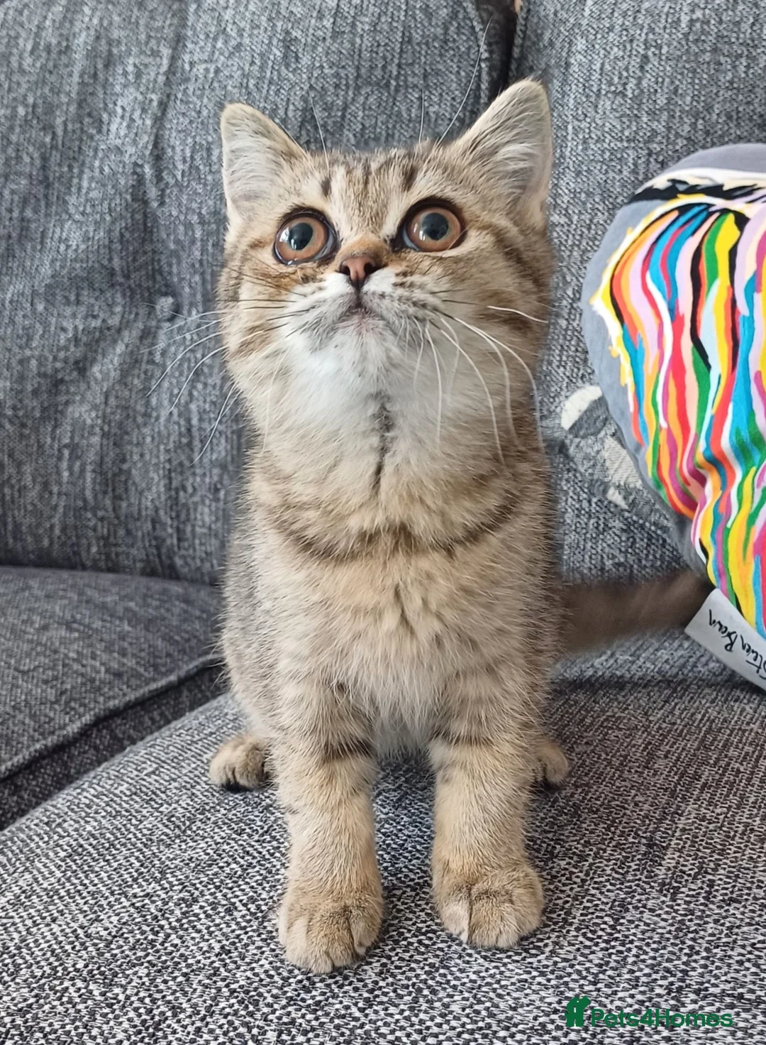 British Shorthair cats for sale: Affectionate loving Scottish Kittens  - Advert 2