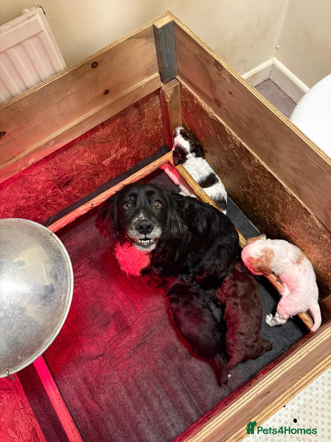Cocker Spaniel dogs for sale: KC registered working cocker spaniel puppies in Whitchurch - Advert 1