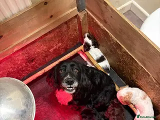 Cocker Spaniel dogs KC registered working cocker spaniel puppies in Whitchurch - Advert 5