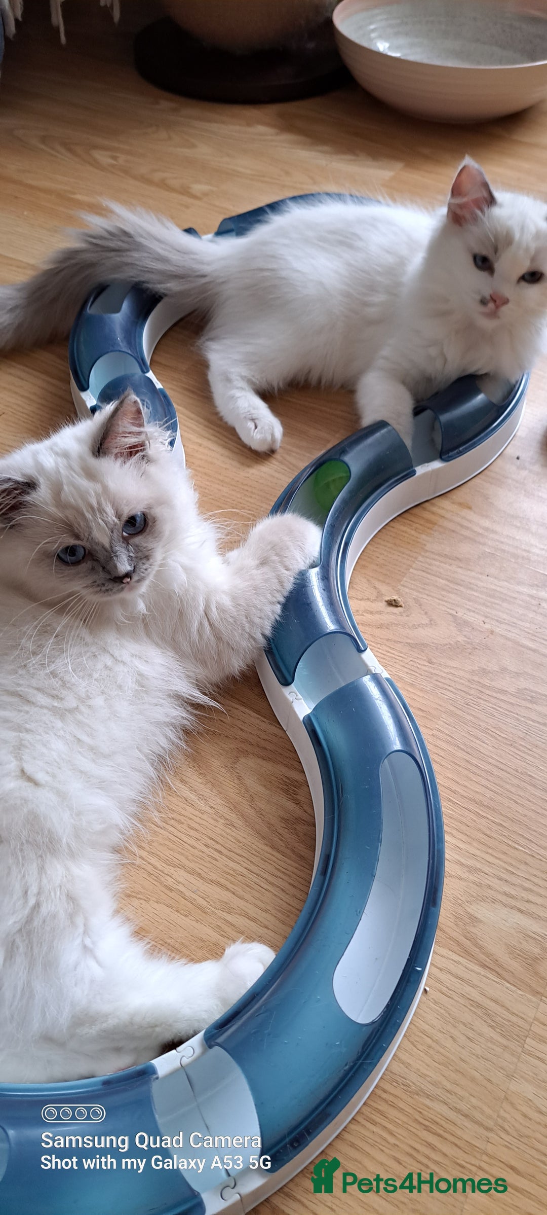 Ragdoll cats for sale: GCCF reg Ragdoll kittens  - Image 20