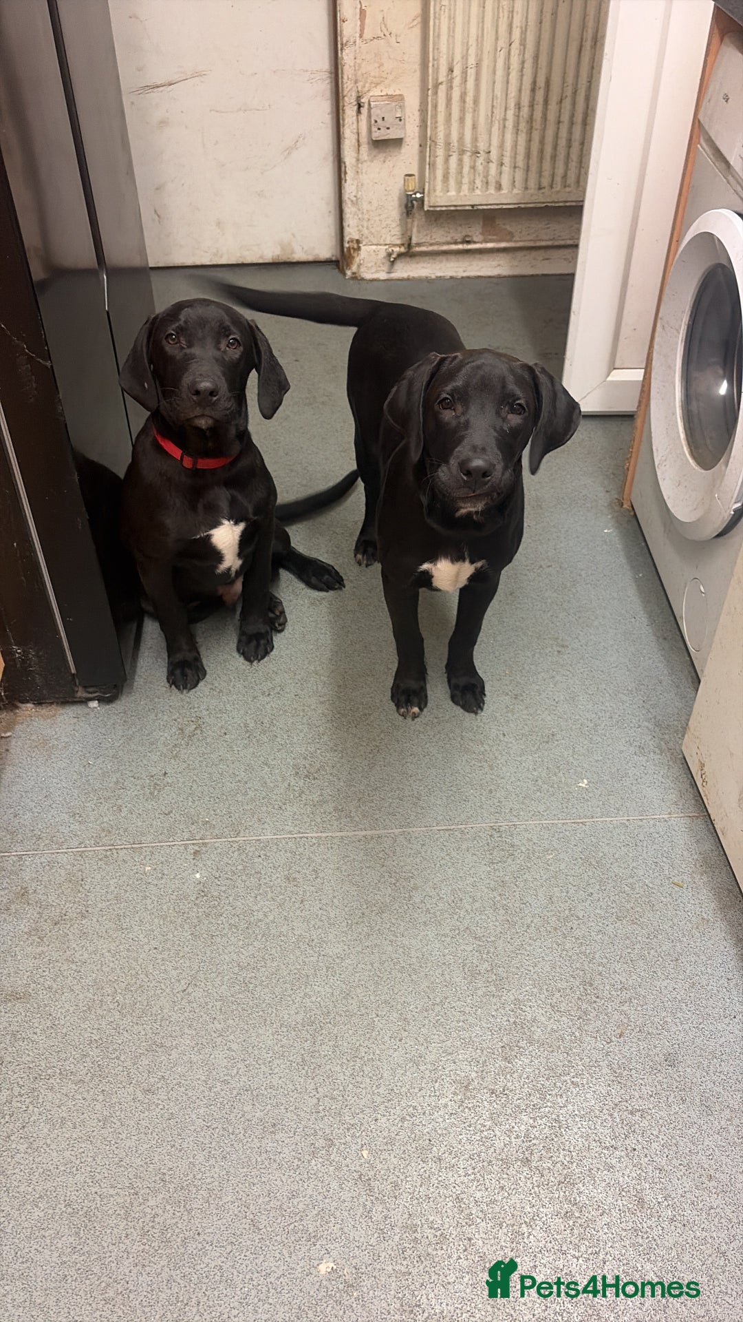 Labrador Retriever dogs for sale: Two male lab - Advert 5