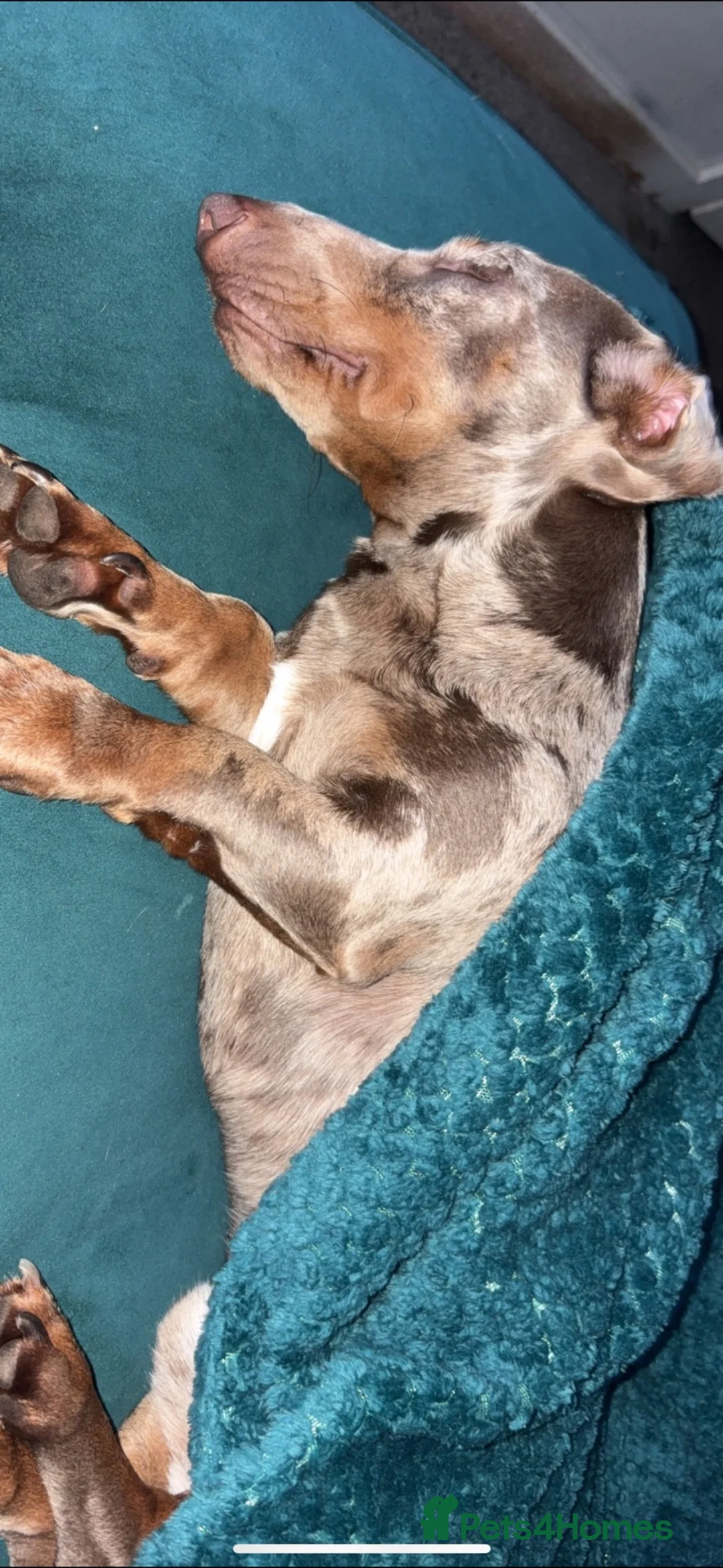 Miniature Dachshund dogs for stud: Ralph  in Peterlee - Advert 2